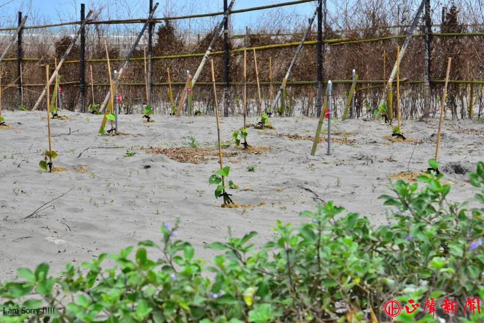 台灣山林復育協會協助提供650株黃槿樹苗，並分享多年造林經驗，植樹後將形成天然綠帶固沙，不僅可解決海岸線退縮問題。(記者梁秀韻攝)-八方新聞｜8NEWS