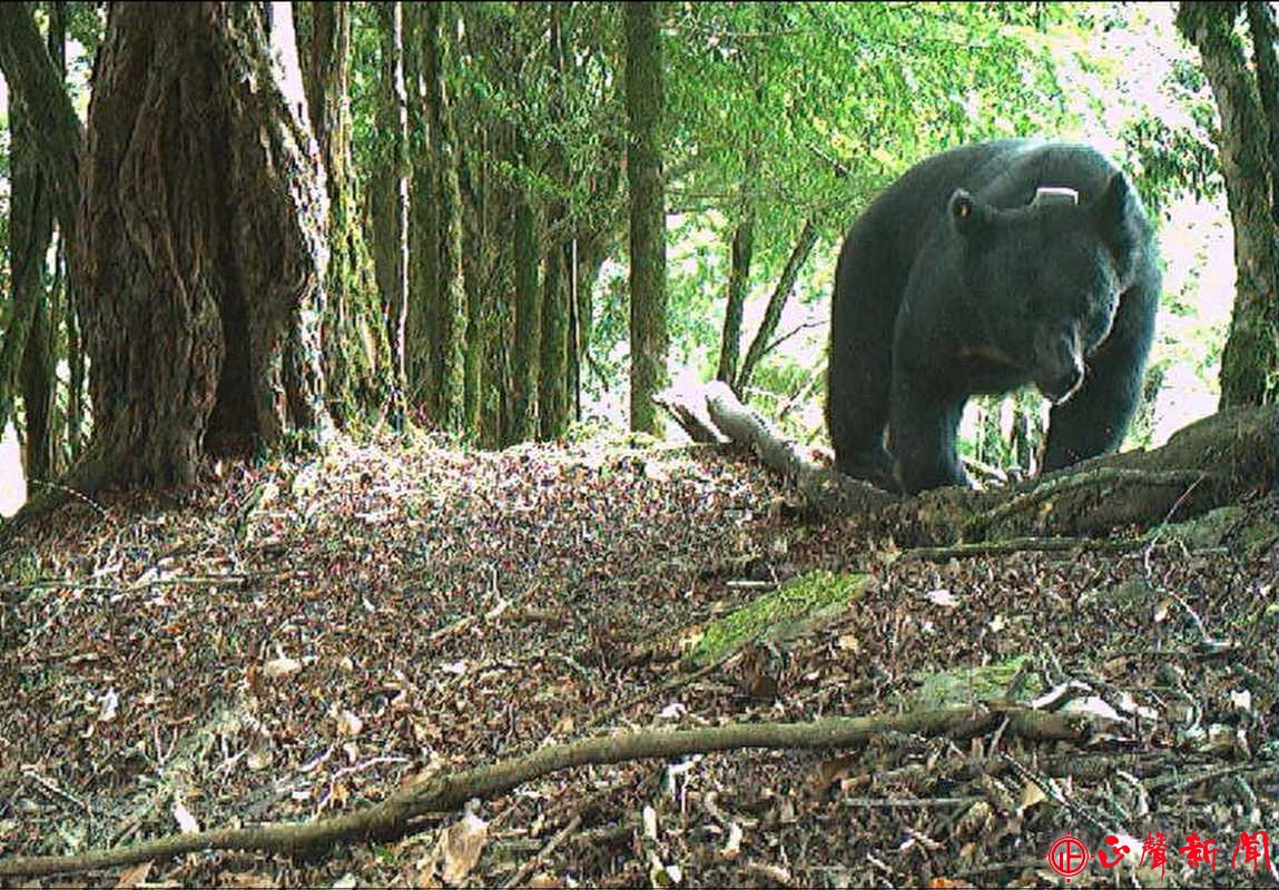 玉管處委託研究紅外線自動相機拍攝到追蹤中的臺灣黑熊照片.jpg-正聲新聞