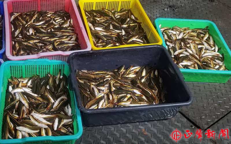  縣府每年在魚虎繁殖季節都會進行監測，迄今已移除超過6萬6千尾幼魚。(記者梁雅玲攝)-正聲新聞