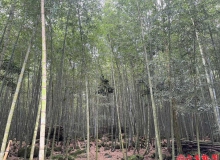縣府積極尋求企業資源支持竹林經營