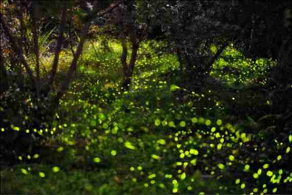 南投信義鄉潭南村螢火蟲季26日登場