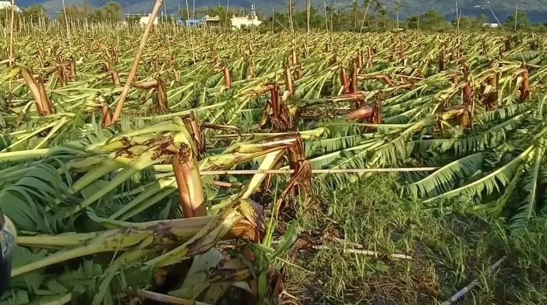 0728豪雨造成縣農作物災損 農業部同意辦理現金救助