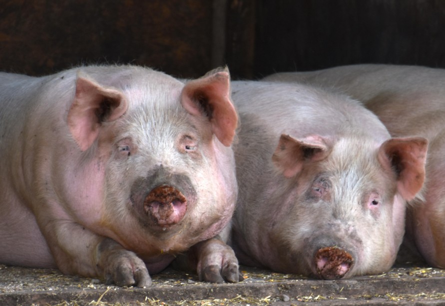 因應非洲豬瘟 環保單位要求廚餘裝袋直接丟入垃圾車