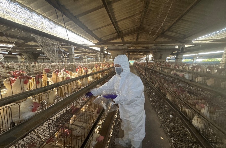 彰化縣啟動蛋雞場「芬普尼全面採樣監測」 守護食安 第一階段採樣15場高風險場